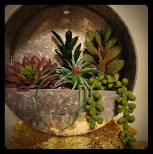 Hanging succulent garden